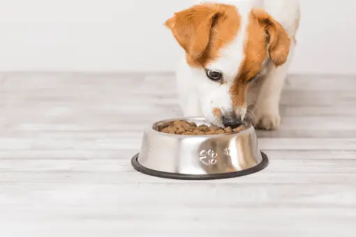 pet-friendly homecare services